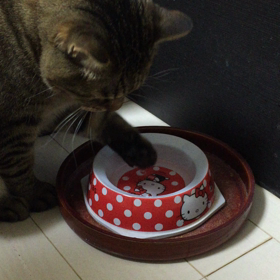 我が家の猫は水の飲み方が上品です。の画像