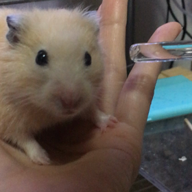 止まったままの画像