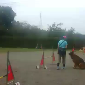 カワアホ  レックス（≧∇≦）の画像