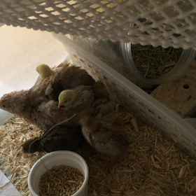 取り合い動画の画像