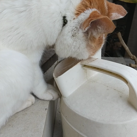 まめぞうの水の飲み方の画像
