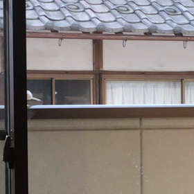 ハクセキレイ♪の画像