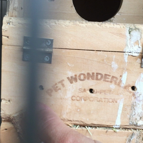 サザナミの雛の画像