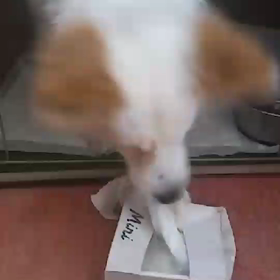 さくら 初のイタズラの画像