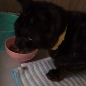 ダディくん、さらに食欲旺盛！の画像