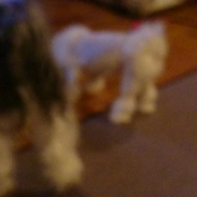 遊んであげるの画像