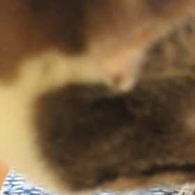 ギャーーーウジ虫…の画像