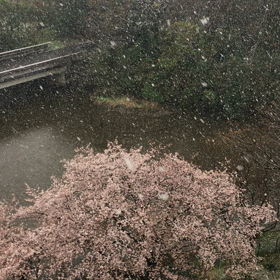 あらら。の画像