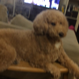 やっぱり癒し( •ॢ◡-ॢ)-♡の画像