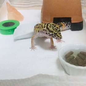 ピカちゃん　餌待ちきれずパート2の画像