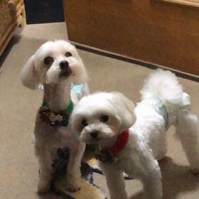 ワンちゃんの動画観て！の画像