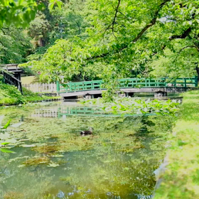 雨予報からの猛暑日の散歩《Hirosaki Aomori》の画像