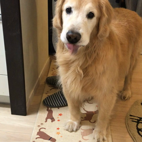 ワンコのてんかんに氣功の画像