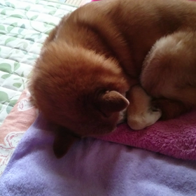 今日のラッキーちゃんの画像