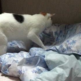 オヤジ狩りに遭ったシロちゃんの画像