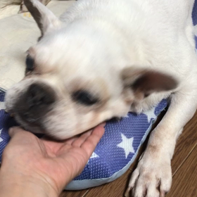 フレブル　かぼちゃんの甘え方_:(´ཀ`」の画像