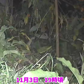 すぎぴたんの事件簿シーズン3　72話（超器用なハクビシン）の画像