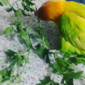 〓  ボタンインコのアンちゃんです。の画像