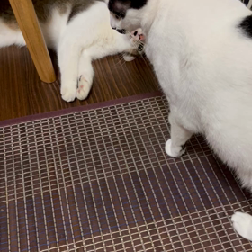 嫌いみたいの画像