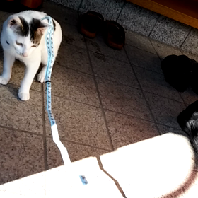 初めてのお外の画像