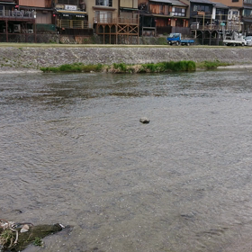 加茂川べりで休憩です☆の画像