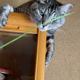 むしゃむしゃ動画の画像