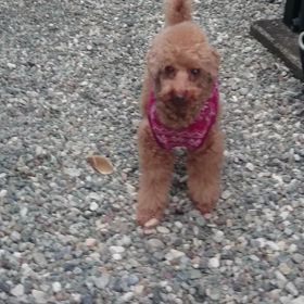 明日から雨の画像