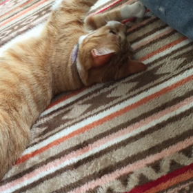 また、むぎの面白い習性の画像