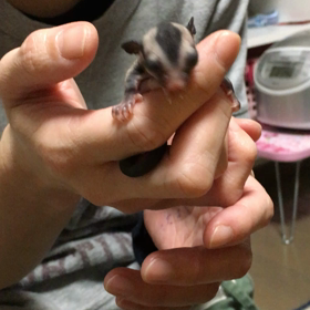 フクモモちゃんの画像