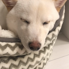 ウトウトの画像