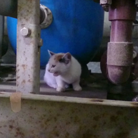 「昨日のナナちゃん♪」動画編その1 ～出会いは突然に！！～の画像