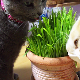 2/24 朝から猫草デート♪の画像