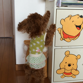 Happy☆うちの仔記念日の画像