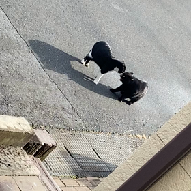 今日は猫の日の画像