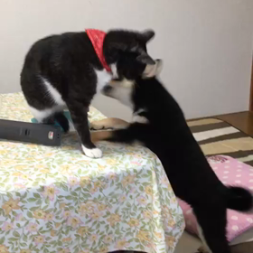 戦いの画像