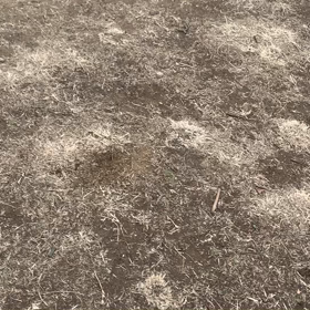 1月12日10わんこと1時間30分遠足　代々木公園表参道の画像