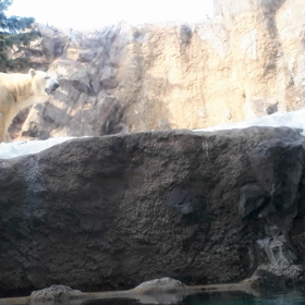 北極ぐまの迫力❗の画像