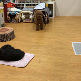 この後なかなか戻れずにいましたf^_^;の画像