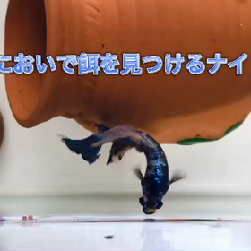 においで餌を見つけるナイト君。スカイちゃんの画像