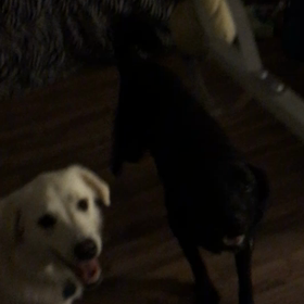 puppy gamesの画像