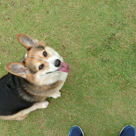 屋内ドッグランの画像