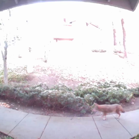 夜だけじゃなかったの画像