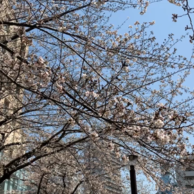 オンライン花見の画像