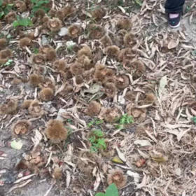 栗拾いの画像