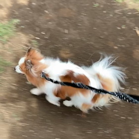 5月29日10わんこと1時間遠足  代々木公園の画像