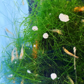 今日のお池の画像