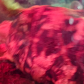 …なにか？…の画像