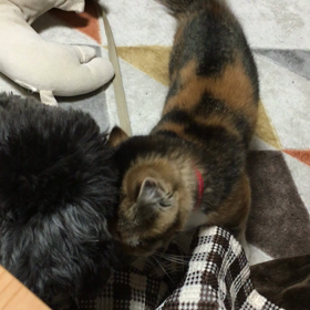 みけちゃんは甘え上手ですの画像