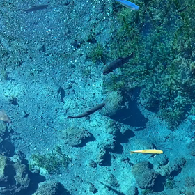 夏のこの時期だからこその画像