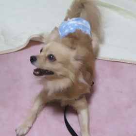 前足おもしろすぎですの画像